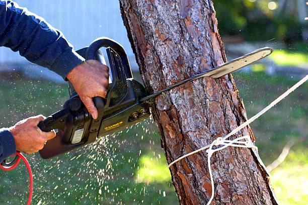 Lawn Irrigation Installation and Maintenance in Half Moon Bay, CA